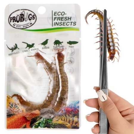 ProBugs Eco-Fresh Scolopendra Centipede 2pcs - świeże skolopendry